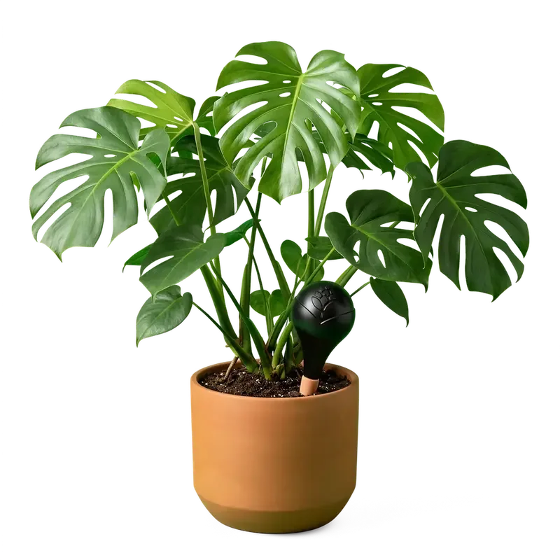 Freigestellte schwarze Bewässerungskugel in einer Monstera