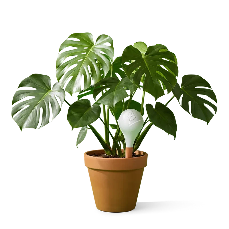 Freigestellte weiße Bewässerungskugel in einer Monstera